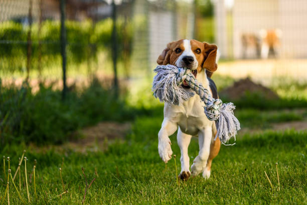 Beagle dog runs with a toy