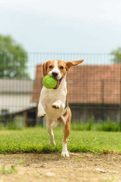 istock Beagle dog runs with a toy 933856608