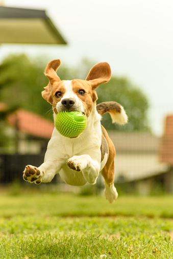 Dog run beagle jumping fun in the garden summer sun with a toy green ball