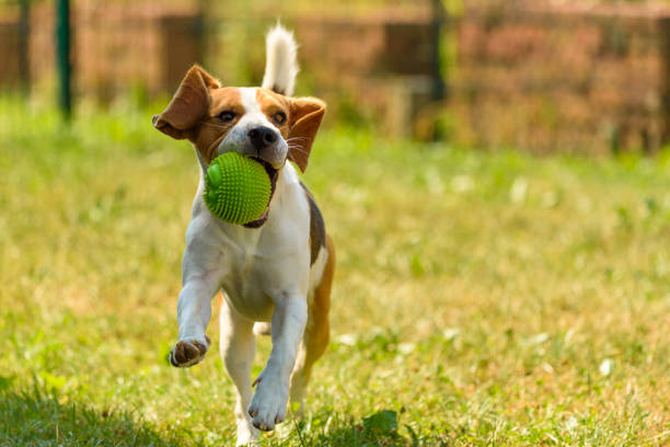 istock Beagle dog runs with a toy 933856706