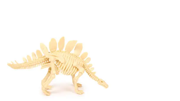 Photo of Plastic Toy Animal Dinosaur Skeleton isolated on white background. copy space, template