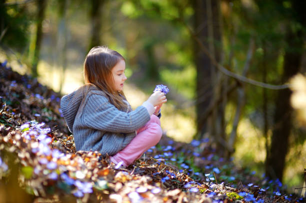 Adorable little girl picking the first flowers of spring in the woods stock photo