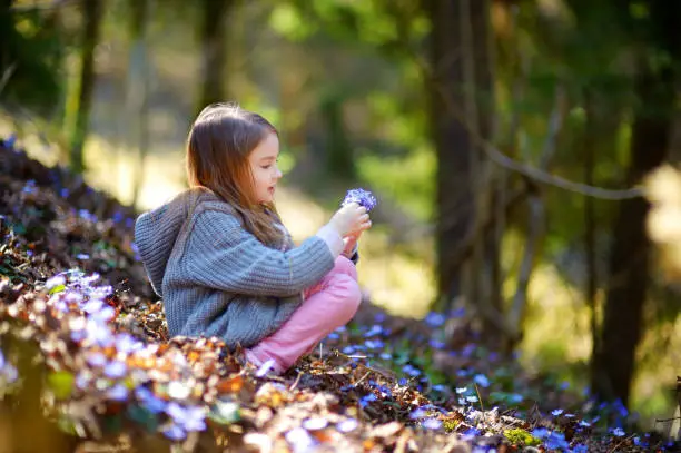 Photo of Adorable little girl picking the first flowers of spring in the woods