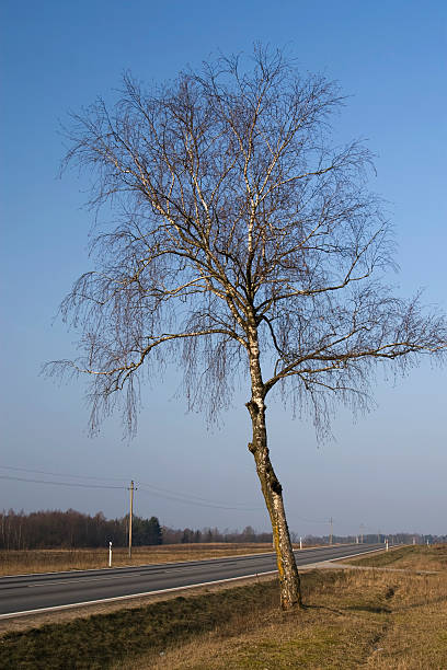 tree on the road stock photo
