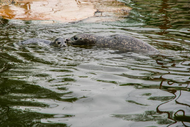 A mother earless seal protectively swimming near her baby. (Phocidae) Also known as true seal, crawling seal or phocid.