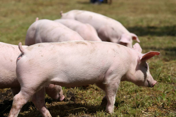 istock Piglets walking around on animal farm outdoors rural scene 933860402