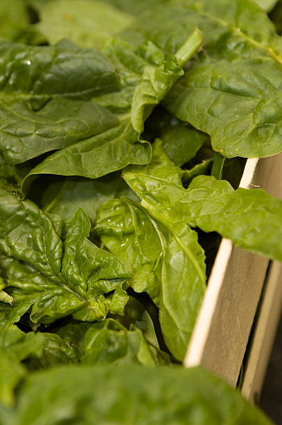 Spinach in a box (vertical) stock photo