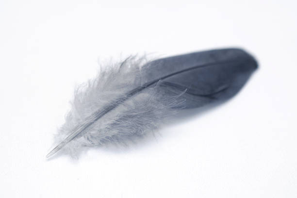 Feather with blue tone stock photo