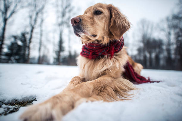 Domestic dog with a scarf outdoors in the snow