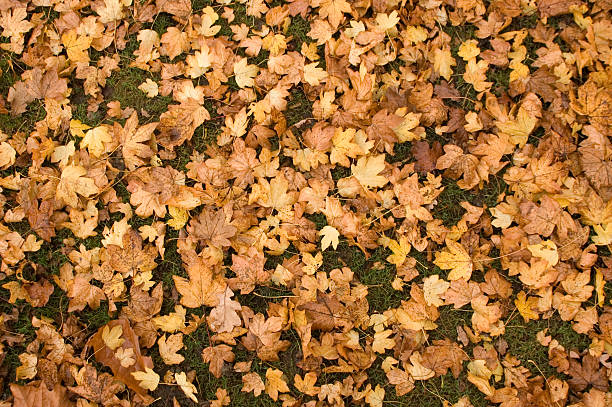 Oak leaves in Autumn stock photo