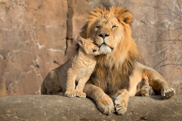 il leone africano maschio viene coccolato dal suo cucciolo durante un momento affettuoso - female animal big cat undomesticated cat feline foto e immagini stock