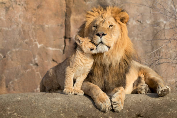 남성 아프리카 사자는 다 정한 순간 동안 그의 새끼로 안 기고 - 동물원 뉴스 사진 이미지