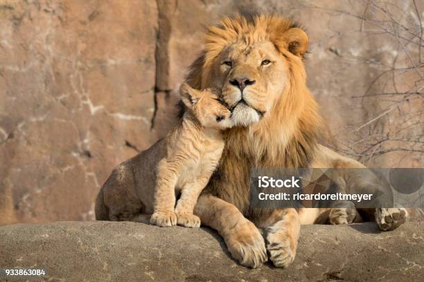남성 아프리카 사자는 다 정한 순간 동안 그의 새끼로 안 기고 사자에 대한 스톡 사진 및 기타 이미지 - 사자, 동물원, 새끼 동물