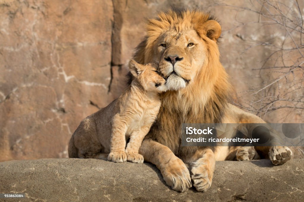 Male African lion is cuddled by his cub during an affectionate moment This proud male African lion is cuddled by his cub during an affectionate moment. She is Daddy's girl for sure. Lion - Feline Stock Photo