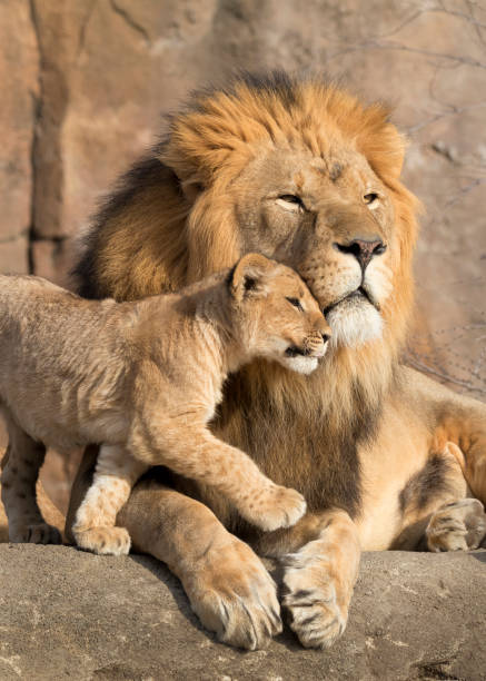 Male African lion is cuddled by his cub during an affectionate moment stock photo