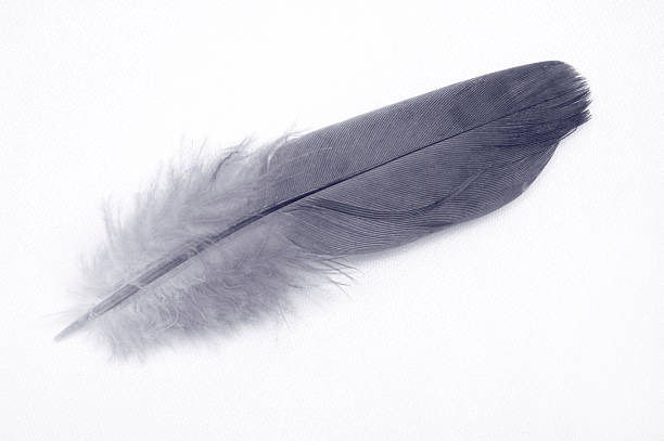 Blue toned feather (clipping path) stock photo