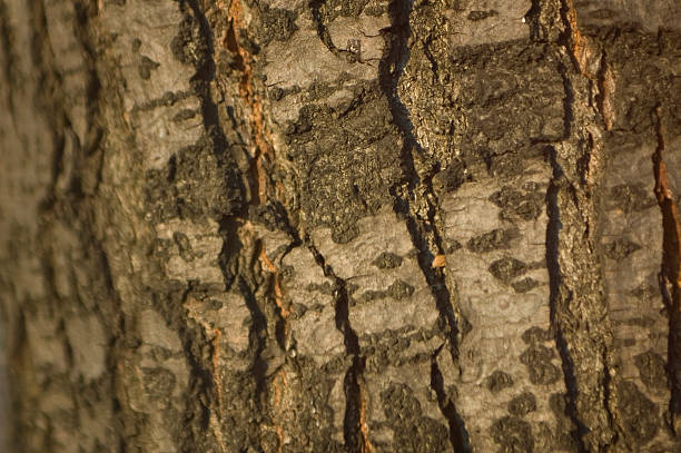 Blurry tree trunk stock photo