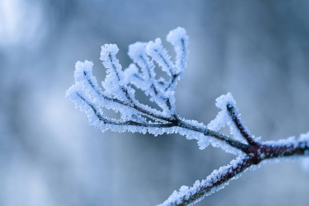 istock Hoarfrost on the branch tree in winter 933866204