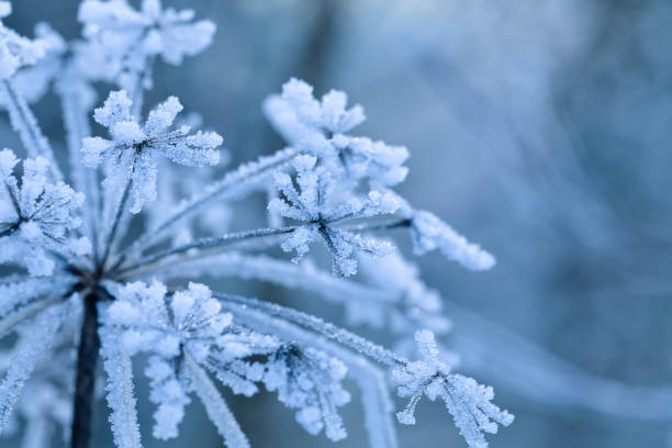 eis bedeckte pflanze nahaufnahme. winter hintergrund - flower snow winter close up stock-fotos und bilder