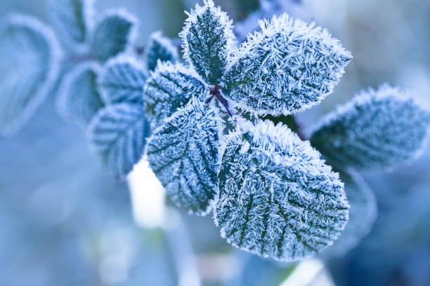 istock Winter background of raspberry leaves in first early frost 933866230