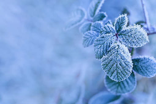 Blue Vinca Minor flower with frost in winter.