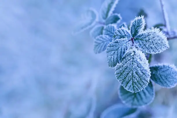 Photo of Winter background of raspberry leaves in first early frost