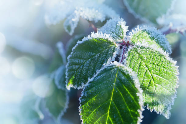 istock Winter background of raspberry leaves in first early frost 933867236