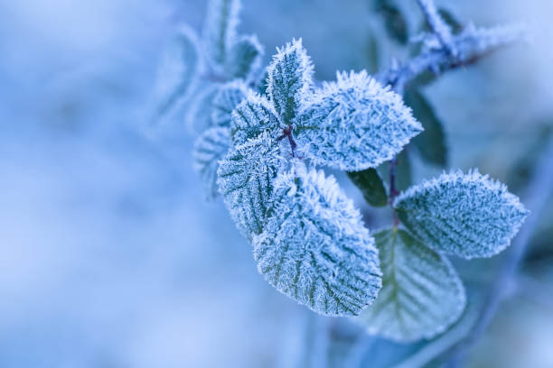 istock Winter background of raspberry leaves in first early frost 933867266