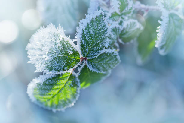 istock Winter background of raspberry leaves in first early frost 933868266