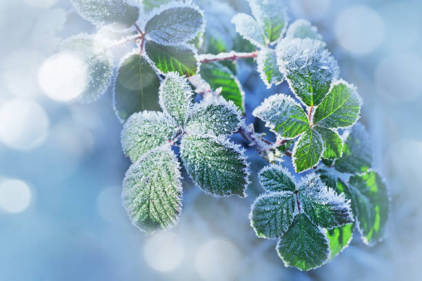 istock Winter background of raspberry leaves in first early frost 933868274