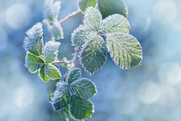 istock Winter background of raspberry leaves in first early frost 933868282