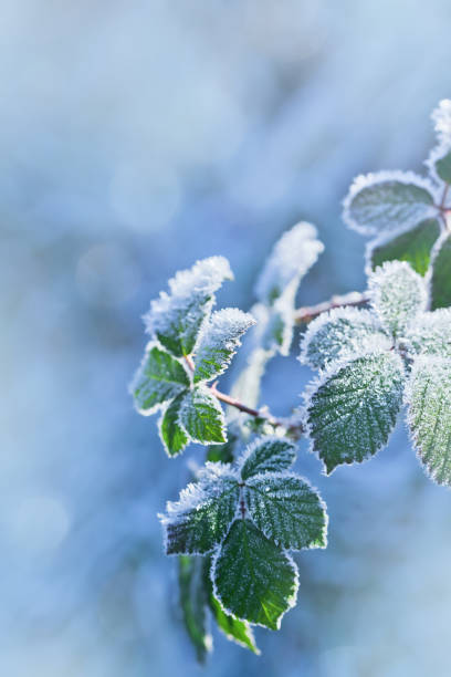 istock Winter background of raspberry leaves in first early frost 933868288