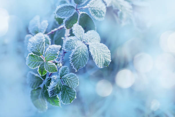 istock Winter background of raspberry leaves in first early frost 933868292