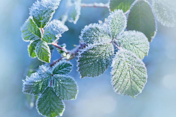 istock Winter background of raspberry leaves in first early frost 933868298
