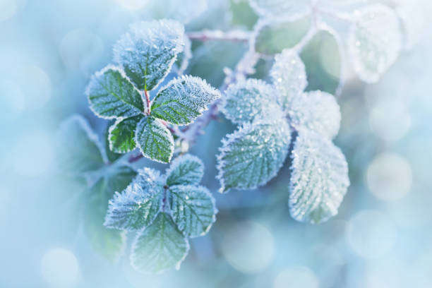istock Winter background of raspberry leaves in first early frost 933868304