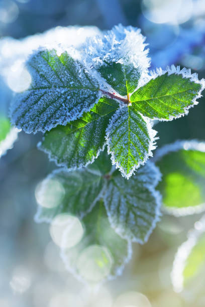 istock Winter background of raspberry leaves in first early frost 933868314