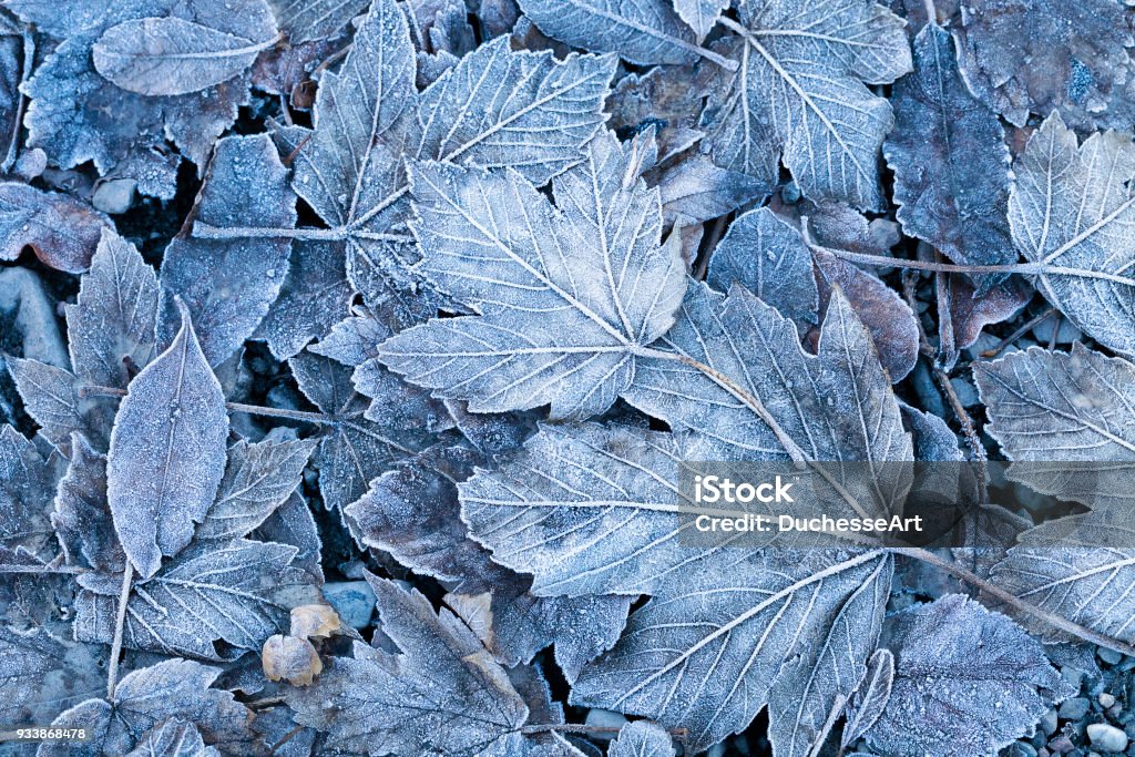 Frostigen Herbstlaub Hintergrund - Lizenzfrei Winter Stock-Foto