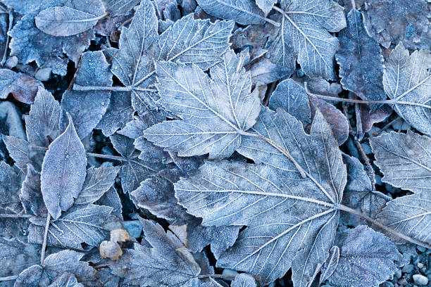 frostigen herbstlaub hintergrund - eis fotos stock-fotos und bilder