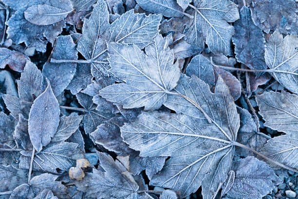 frostigen herbstlaub hintergrund - snow texture stock-fotos und bilder