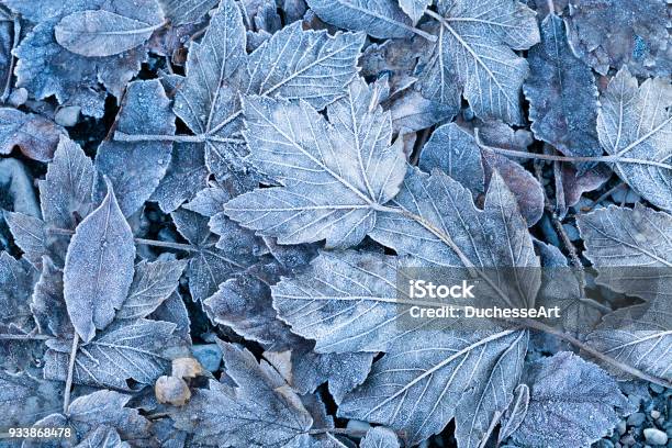 Frostigen Herbstlaub Hintergrund Stockfoto und mehr Bilder von Winter - Winter, Bildhintergrund, Schnee