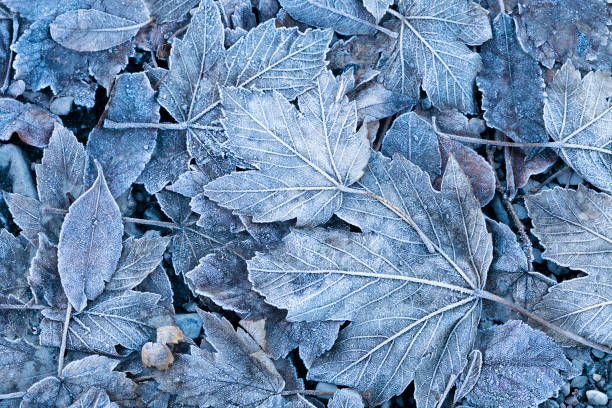 sfondo foglie autunnali gelide - innevato immagine foto e immagini stock