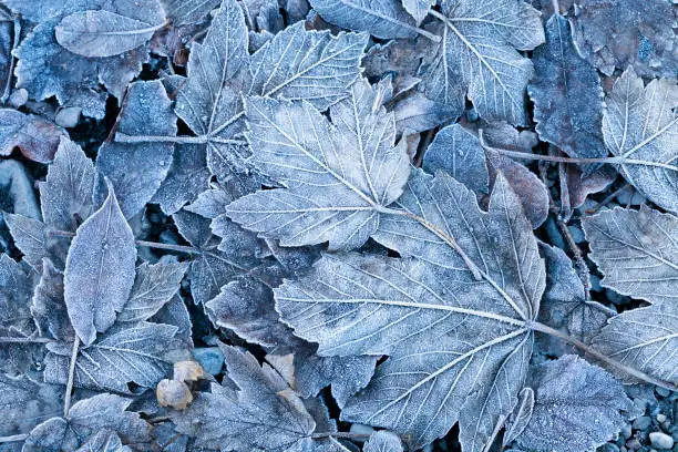 Leaf, Frost, Frozen, Macrophotography, Backgrounds