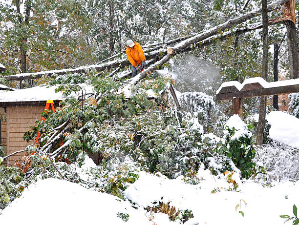 man using chainsaw to remove fallen tree from house - winter storm bildbanksfoton och bilder