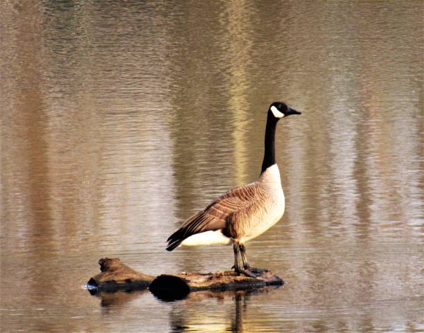 istock Canadian Geese On the Lake 933868546