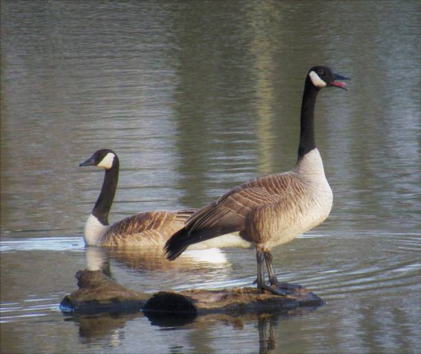 istock Canadian Geese On the Lake 933868560