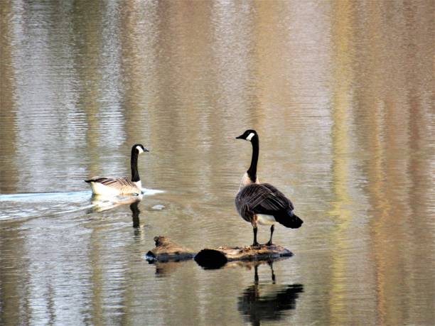 istock Canadian Geese On the Lake 933868604