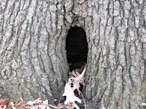 istock Animal nest hole at the base of a tree 933868656
