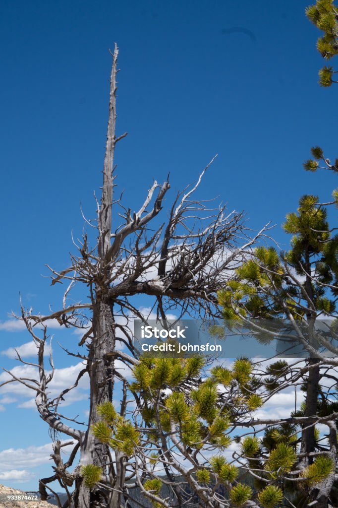 Bare Tree Pine tree growing from the rock atop the Grand Canyon of Yellowstone National Park in Wyoming, USA Arizona Stock Photo