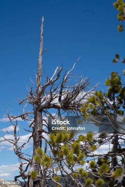 Bare Tree Stock Photo - Download Image Now - Arizona, Blue, Cloud - Sky