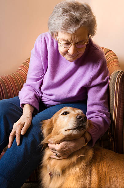 Elderly woman petting dog. stock photo